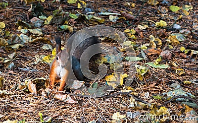 Squirrel. Orange squirrel autumn prepares supplies for the winter. Stock Photo