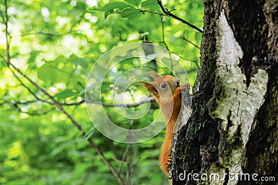 Squirrel orange little sits on a birch trunk on a blurred forest background Stock Photo