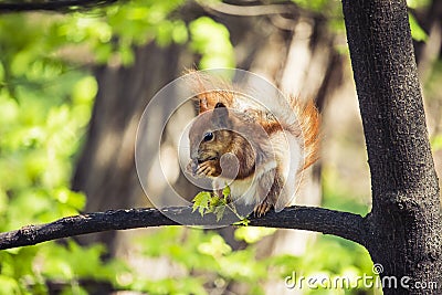 Squirrel in the park on a tree on a sunny day Stock Photo