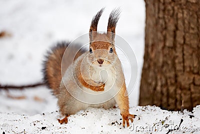 Squirrel in the the park in winter Stock Photo
