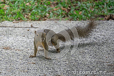 squirrel on a pavement at a park Stock Photo