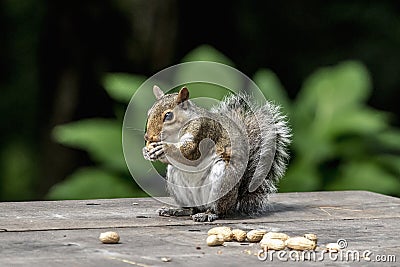 Squirrel with peanuts Stock Photo