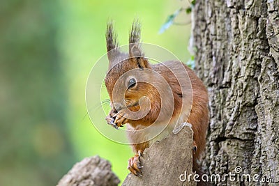 Squirrel perched atop a tree trunk in a sunlit forest, nibbling on a nut in its furry paws. Stock Photo