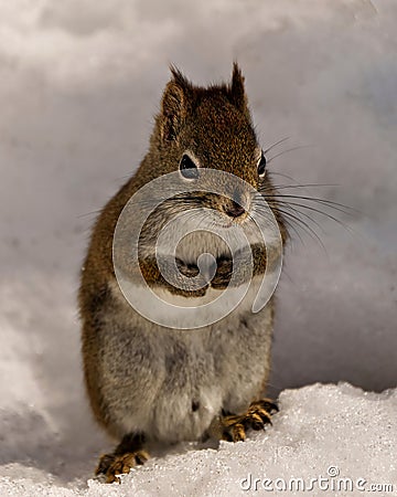 Squirrel Photo and Image. Male close-up profile view sitting in the snow with praying paws and looking at camera in its Stock Photo