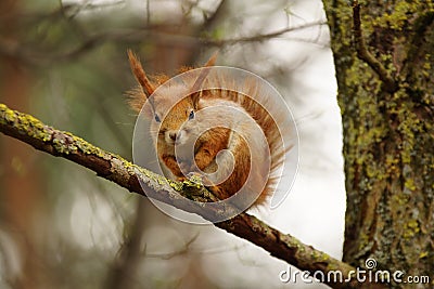 Squirrel on a pine branch. In the woods. Squirrel with beautiful ears with tassels. Animals in the forest. Stock Photo