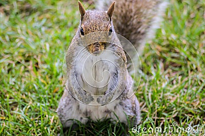 Squirrel portairt Stock Photo