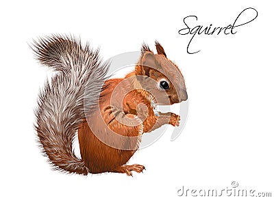 Squirrel realistic illustration Vector Illustration