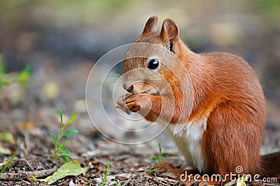 Squirrel red fur funny pets on the ground wild nature animal thematic Stock Photo