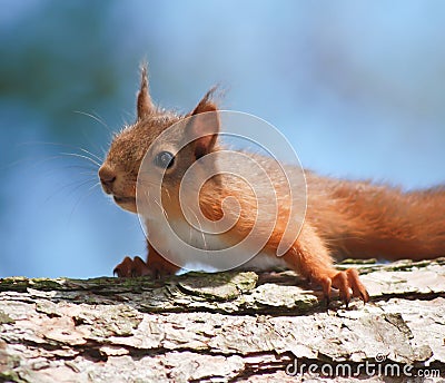 Squirrel Resting Stock Photo