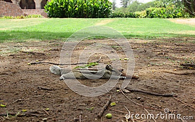 Squirrel resting in the shade of a tree Stock Photo