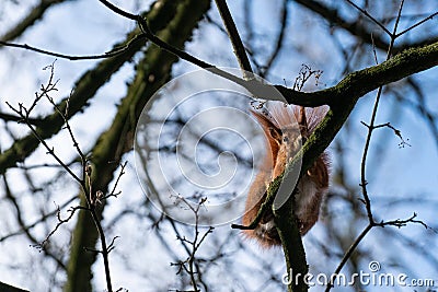 A squirrel rests on a branch in the bare tree against the blue sky and watches the photographer. Stock Photo