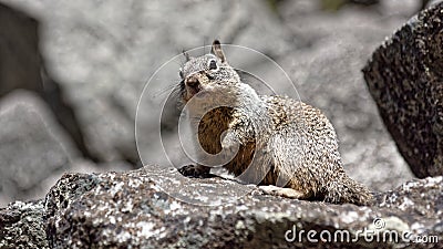 Squirrel at Yosemite Valley Stock Photo