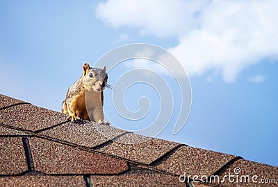 Squirrel on the roof top Stock Photo