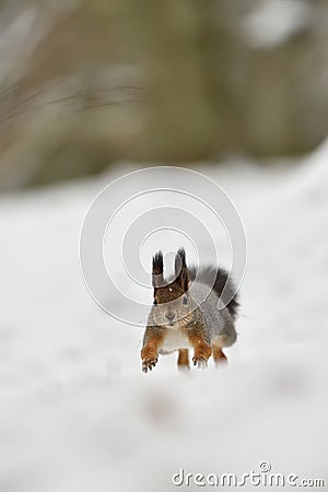 Squirrel running Stock Photo