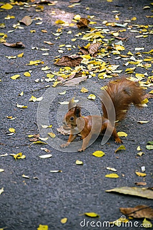 A squirrel runs along the asphalt in a city park with a walnut in its teeth Stock Photo