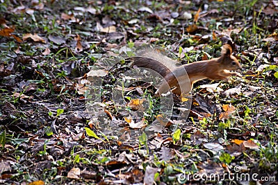 Squirrel runs away in motion Stock Photo