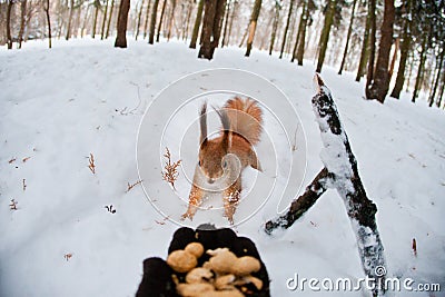 Squirrel runs to a man for nuts Stock Photo