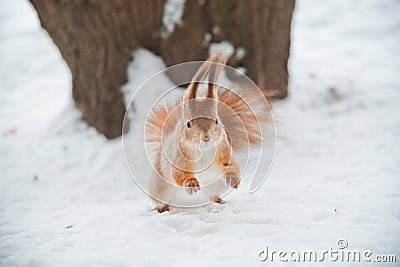 Squirrel runs in winter Stock Photo