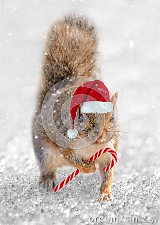 Cute squirrel with a Christmas hat and a tiny candy cane in the snow. Animal fun holiday greeting card Stock Photo