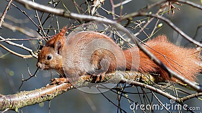 Squirrel - Sciuridae Stock Photo