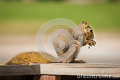 Squirrel Sciuridae Stock Photo