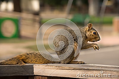 Squirrel Sciuridae With Playground Background Stock Photo