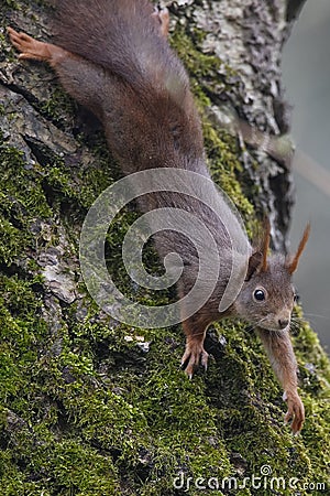 Squirrel (Sciurus vulgaris), climbing down a walnut tree with moss Stock Photo