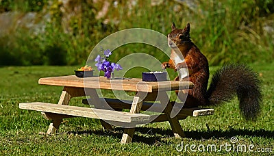 Squirrel, Sciurus vulgaris, who got her own breakfast table with flowers and food served on a garden table Stock Photo