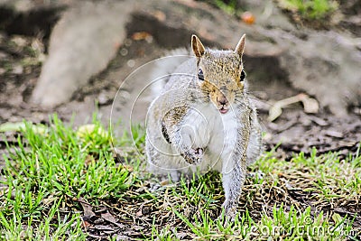 Squirrel search a Nut Stock Photo