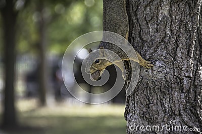 Squirrel on the side of a Tree with a Nut in his Mouth Stock Photo