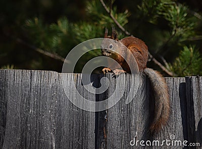 Squirrel sits on the fence in the garden Stock Photo