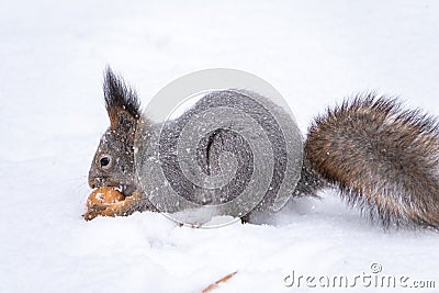 The squirrel sits on white snow with nut in winter Stock Photo