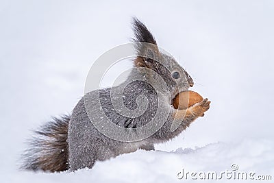 The squirrel sits on white snow with nut in winter Stock Photo