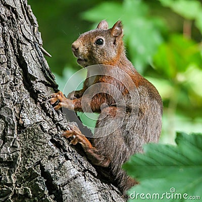 a squirrel is sitting on a tree limb looking over his shoulder Stock Photo