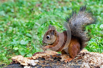 Squirrel sitting on a tree stump in the Catherine Park Stock Photo