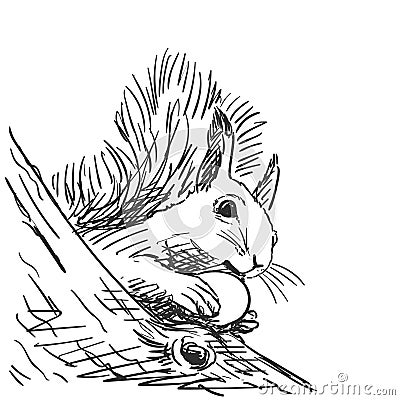 Sketch of squirrel gnawing nut Hand drawn vector Vector Illustration