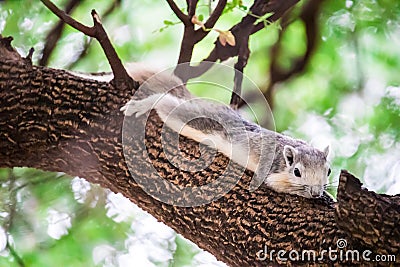 Squirrel taking a nap on a tree branch Stock Photo