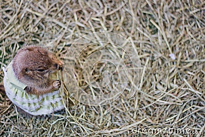 Squirrel Small animal Stock Photo