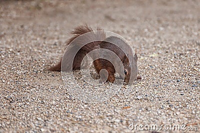 Squirrel, small animal with slender body and very long very bushy tail and large eyes Stock Photo