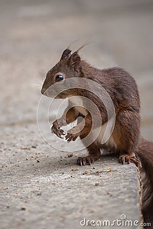 Squirrel, small animal with slender body and very long very bushy tail and large eyes. Vertical photo Stock Photo