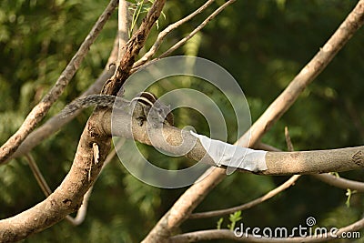 Squirrel Stock Photo