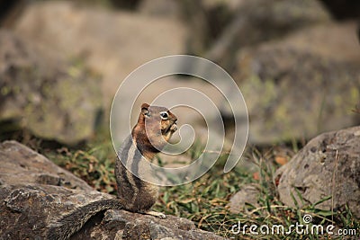 A squirrel is stand on the rock, eating Stock Photo