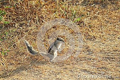 A squirrel standing on both feet looking inside a dry meadow Stock Photo