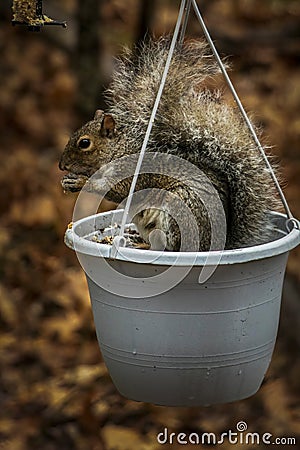 Squirrel stealing bird seed at feeder Stock Photo