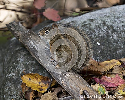 Squirrel Stock Photos. Squirrel close-up profile view sitting on a log in the forest displaying bushy tail, brown fur, nose, eyes Stock Photo