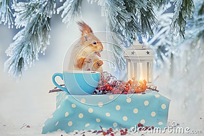 The squirrel at the table is eating nuts from a cup in a forest winter glade. Fairy-tale forest winter picture. Stock Photo