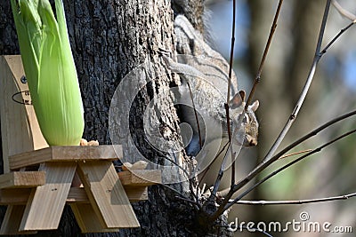 Squirrel feeder Stock Photo