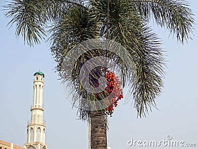 Close-up view of a palm tree bearing fruit. Stock Photo