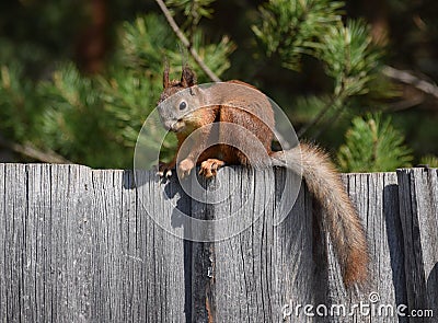 Squirrel sits on the fence in the garden Stock Photo