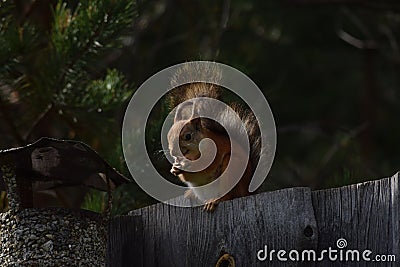 Squirrel with tassels on the ears sitting on the fence in the garden Stock Photo